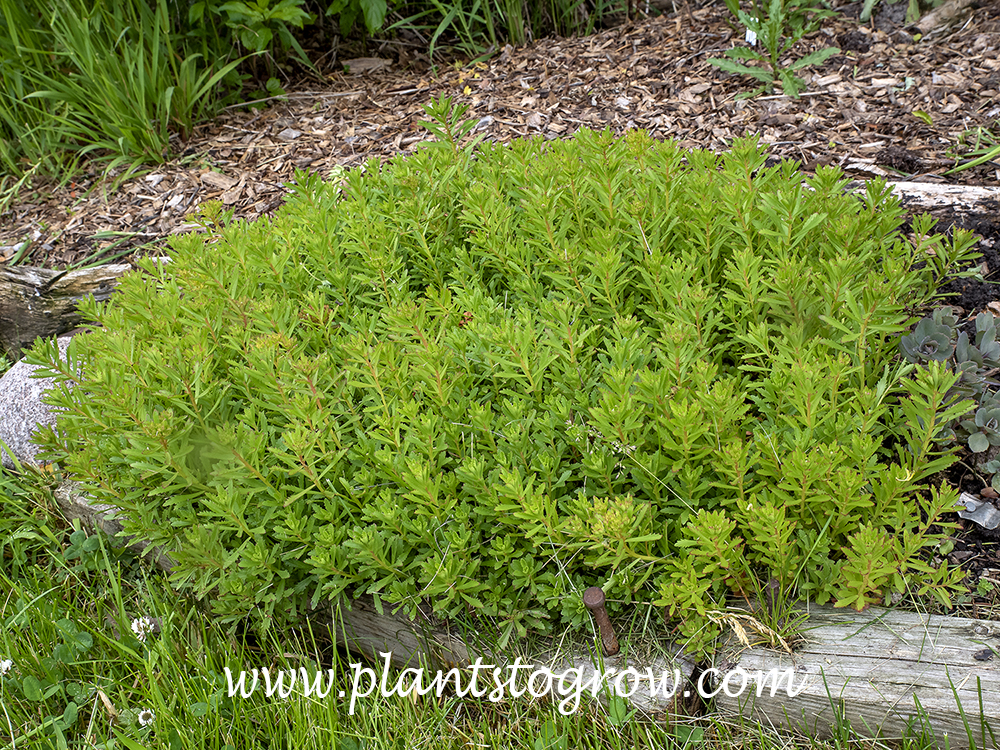 Chinese Mountain Stone Crop (Phedimus middendorffianus)
(May)